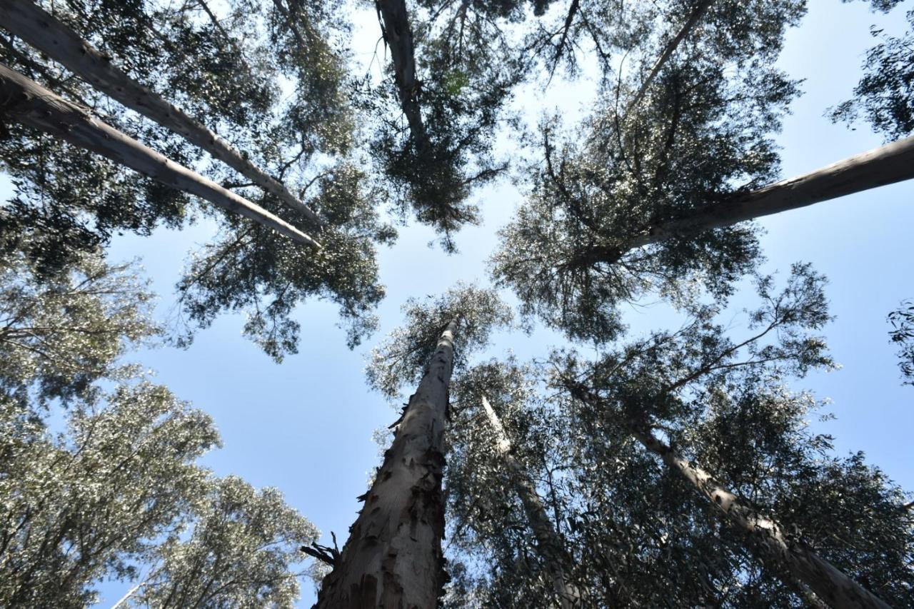 Hotel Bosque De Renaca ビニャ・デル・マール エクステリア 写真